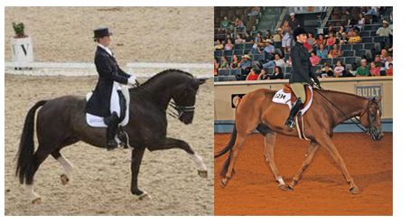 "YOUR HORSES PERFORMANCE" ~ ARTICLE BY AMY MCLEAN