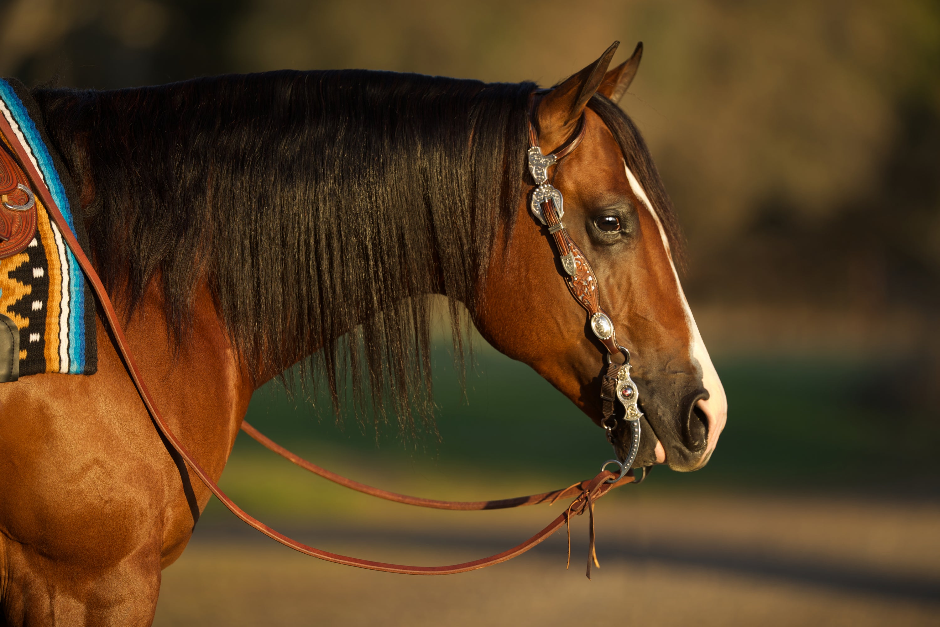 Quality, Bits, Spurs, Tack, Horse Equine, Reining, Western Accessories