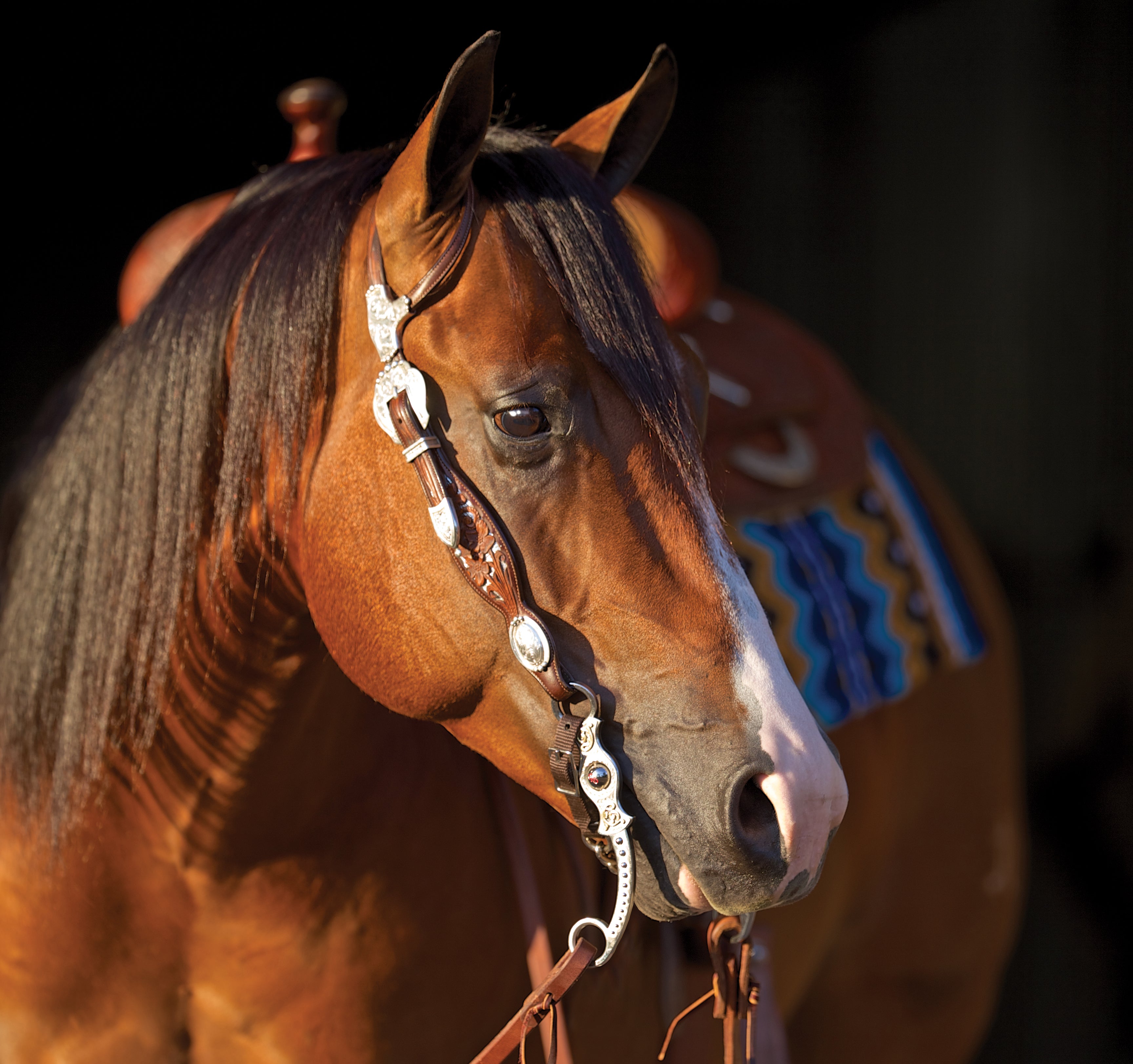 Gallery – Tom Balding Bits & Spurs